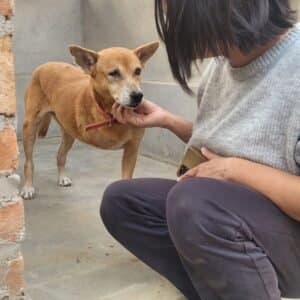 Animals receiving care